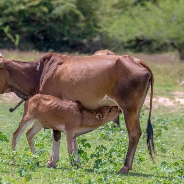 Reviving Indian Desi Cows