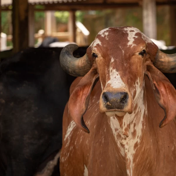 Reviving Indian Desi Cows